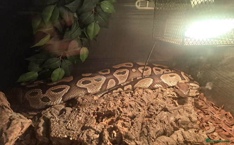 Python Snake reptiles - Advert 3