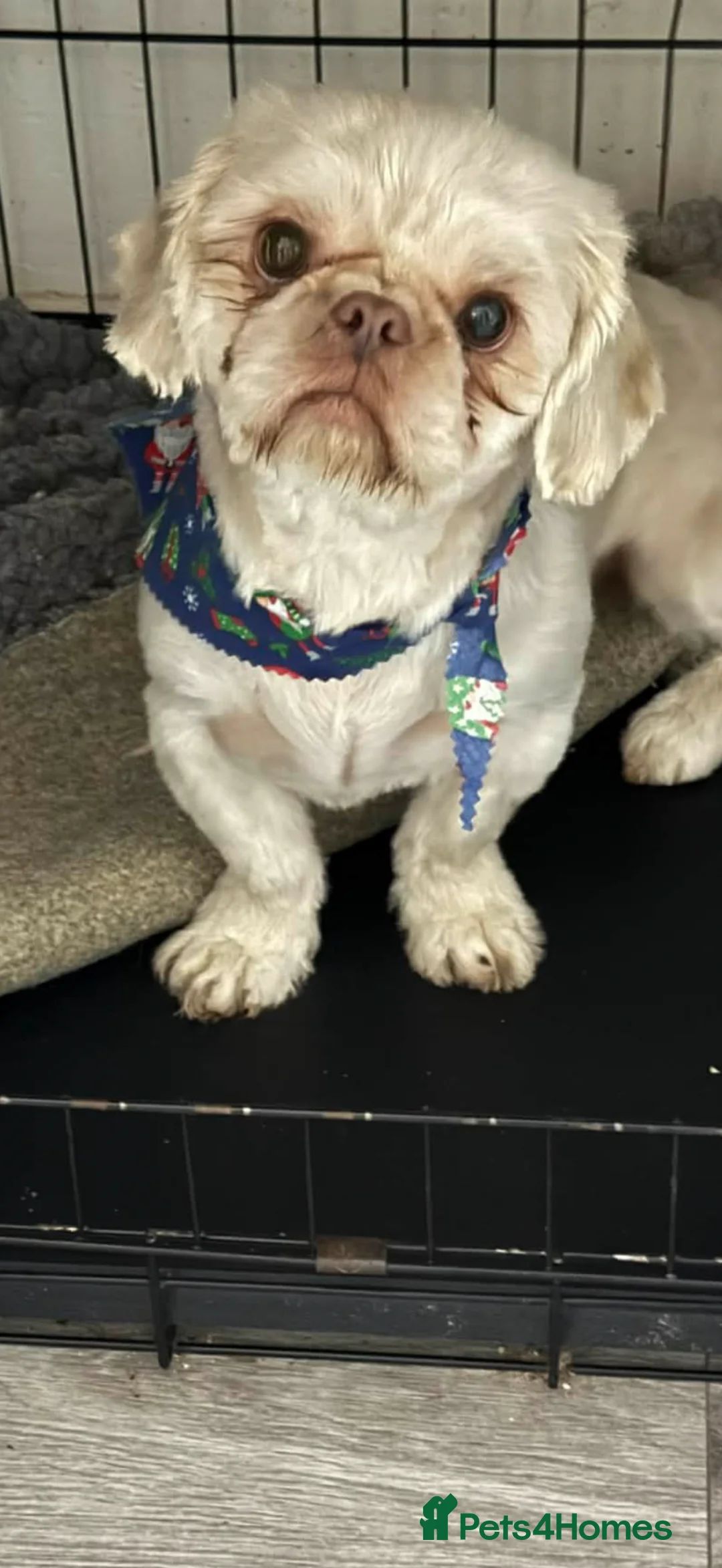 Shih Tzu dogs for sale: Two girl Shitzsu  - Advert 10