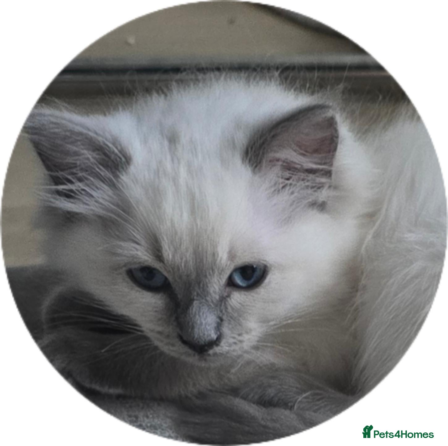 Ragdoll cats Gorgeous Ragdoll Kittens... READY TO LEAVE NOW! - Advert 17