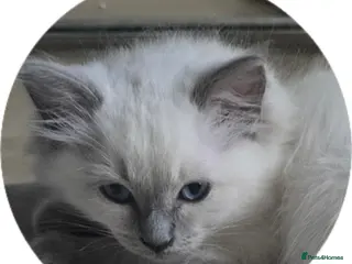 Ragdoll cats Gorgeous Ragdoll Kittens... READY TO LEAVE NOW! - Advert 1