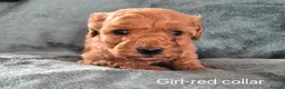 Mini Goldendoodle dogs for sale: Miniature Goldendoodle pups - Advert 5
