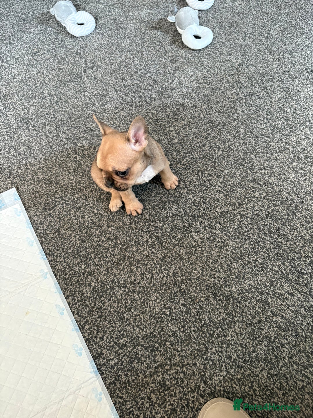 French Bulldog dogs for sale: 3 beautiful girls  - Image 8