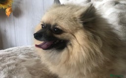 Pomeranian dogs for sale: Pomeranian puppies - Image 10