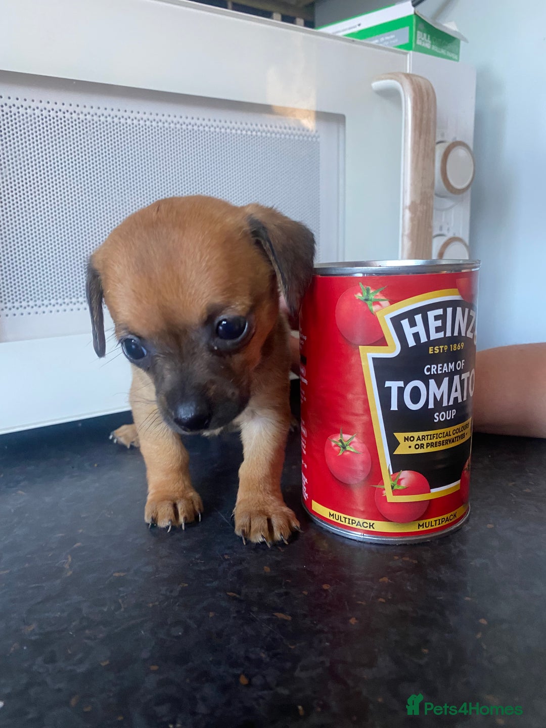 Mixed Breed dogs for sale: REDUCED only 2 left Tiny chiweenie puppy’s  - Image 37