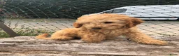 Cockapoo dogs for sale: Puppies are now sold  - Advert 6