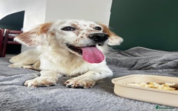 Mixed Breed dogs for adoption: Lilo  - Image 12