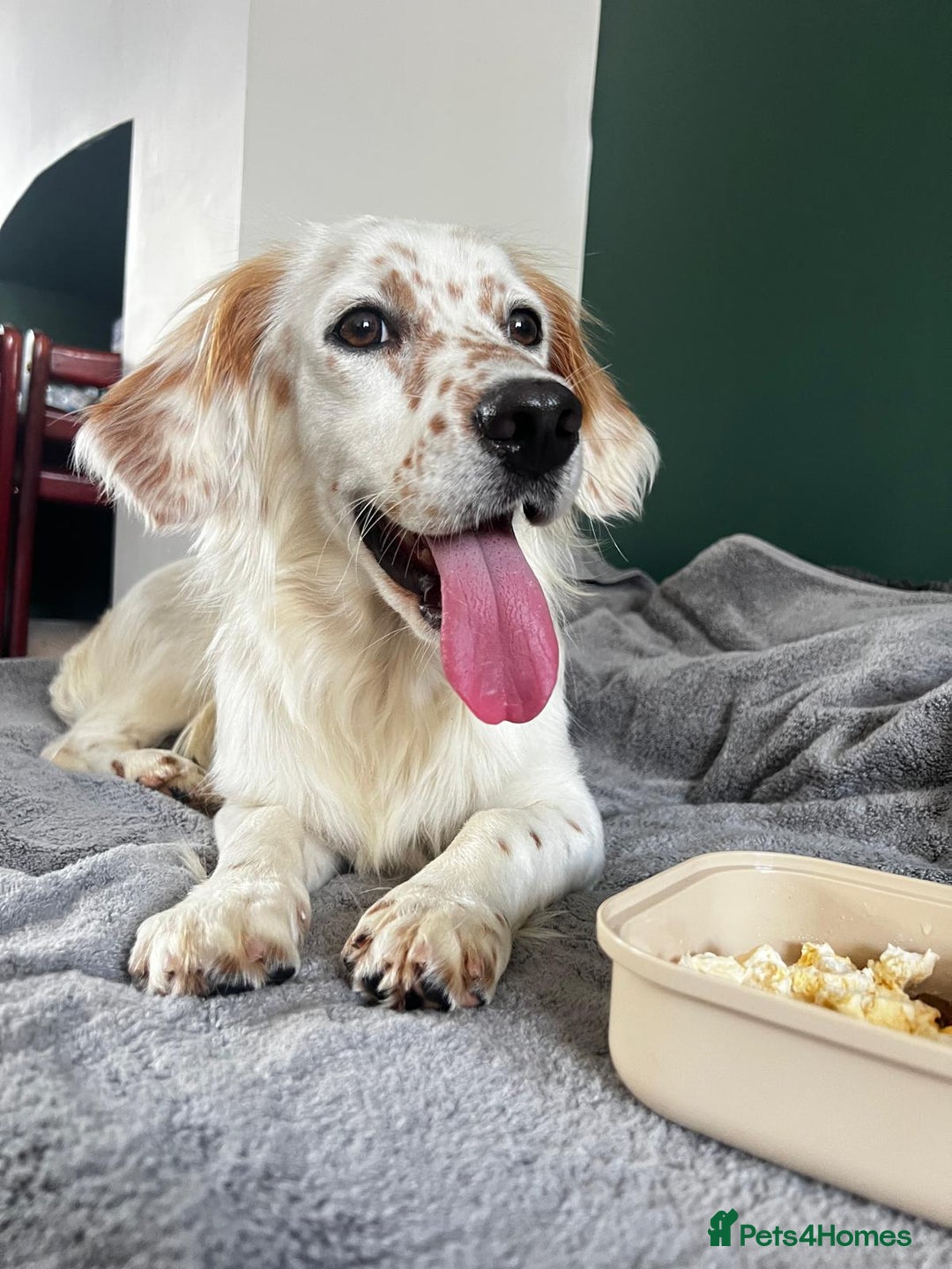 Mixed Breed dogs for adoption: Lilo  - Image 12