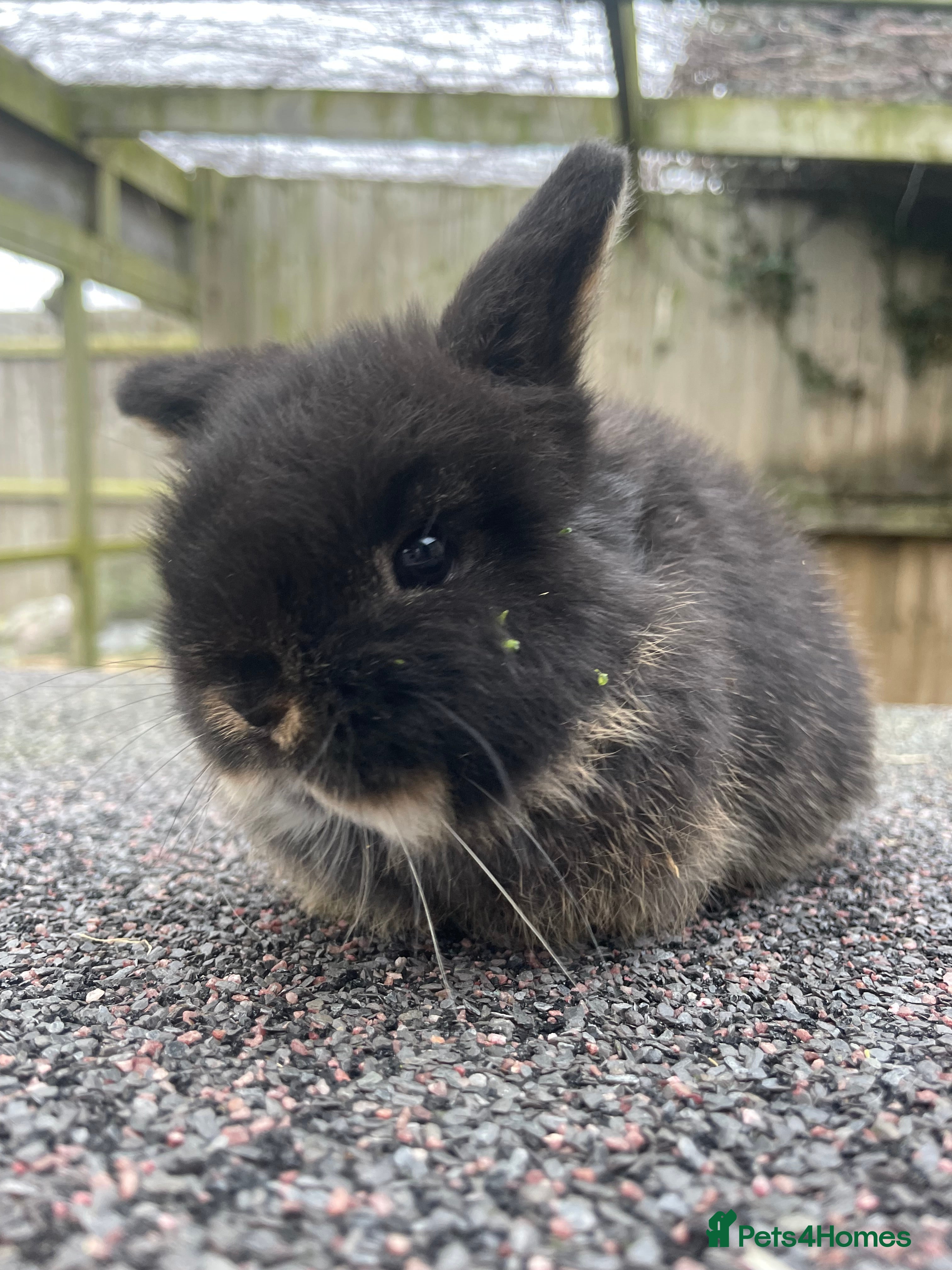Mini Lop rabbits Stunning baby looking for her for ever home - Advert 10