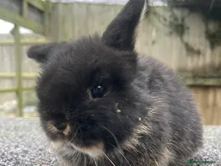Mini Lop rabbits Stunning baby looking for her for ever home - Advert 10