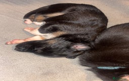 Mixed Breed dogs for sale: Beautiful Huntaway x Collie pups  - Image 20