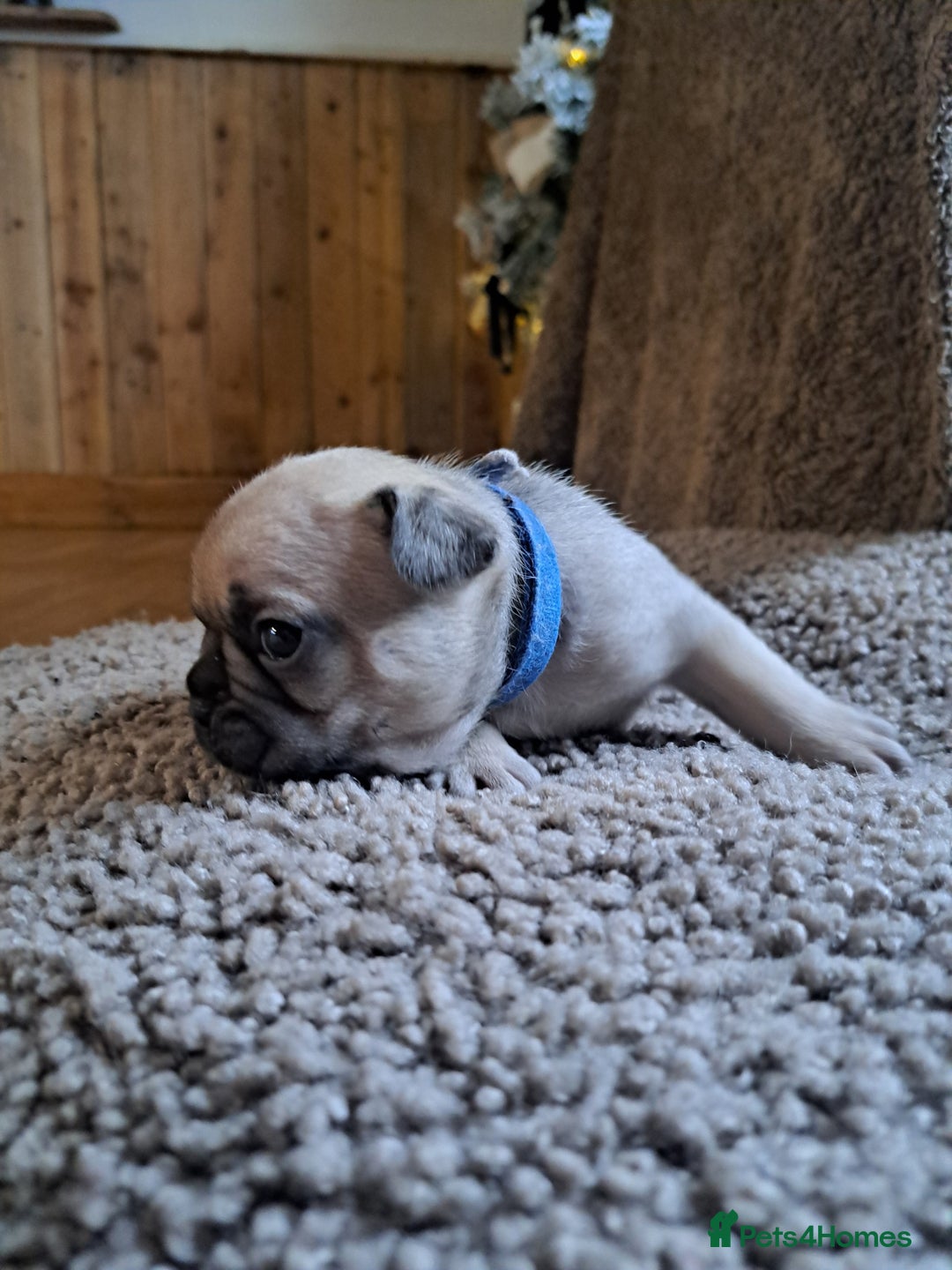 French Bulldog dogs for sale: French bulldog puppies  - Advert 3