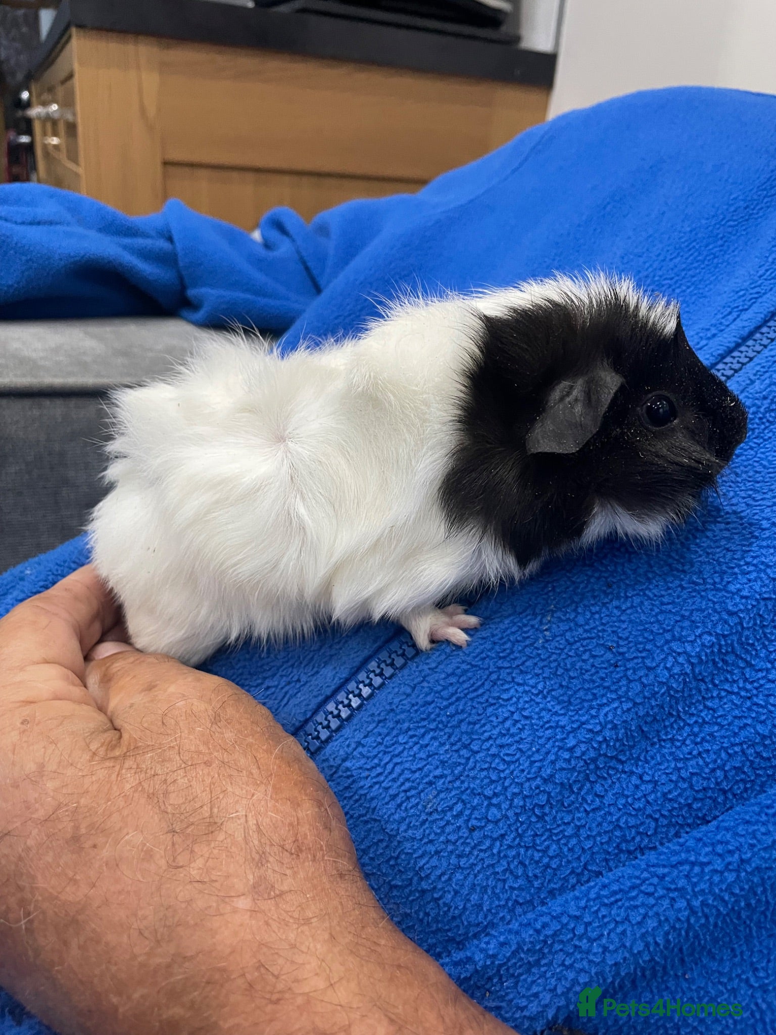 Guinea Pig rodents Gorgeous mixed breed Boy Guinea Pigs - Advert 2