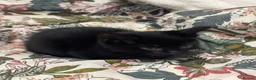 Mixed Breed cats for sale: 3 Kittens Looking for Their Forever Homes in Kenley - Advert 8