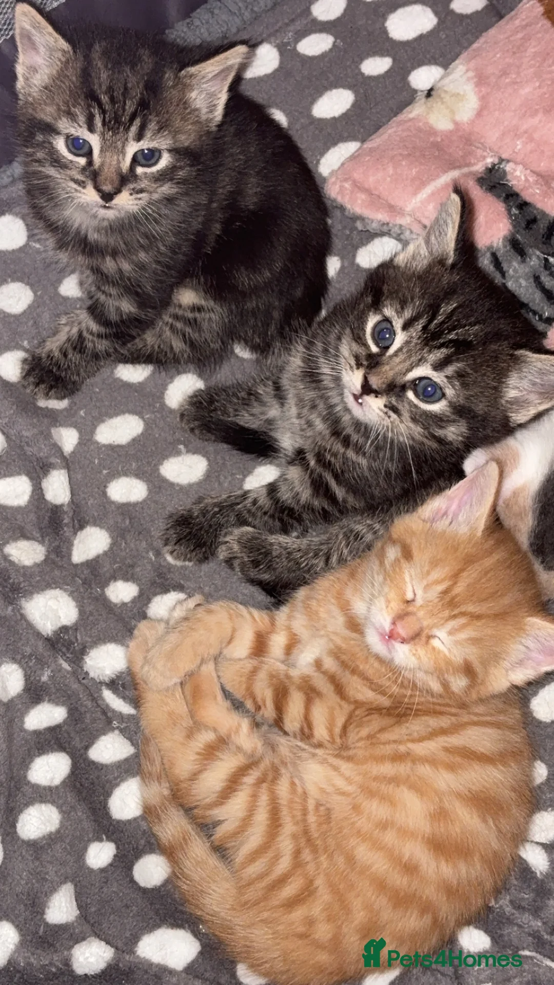 Mixed Breed cats for sale: Kittens - Advert 5