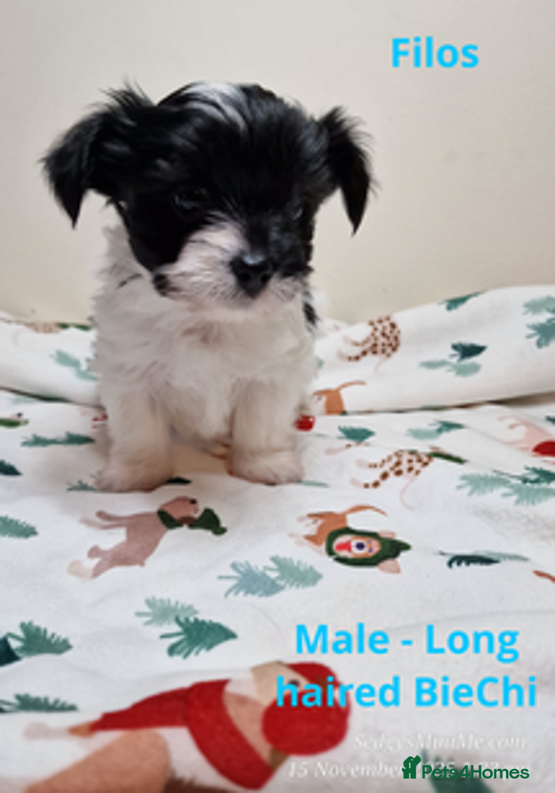Mixed Breed dogs for sale: Male BieChi Biewer Terrier x Chihuahua pup  - Advert 7
