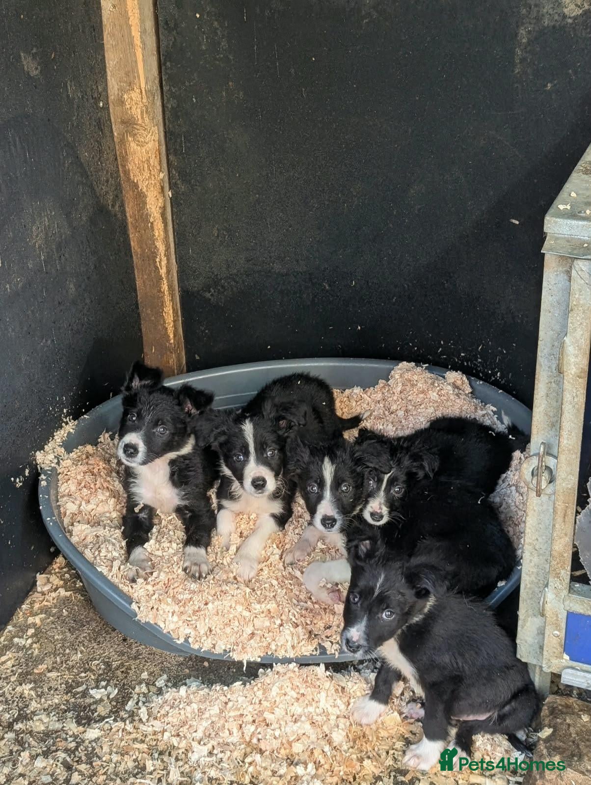 Border Collie dogs Isds registered border collie pups  - Advert 1