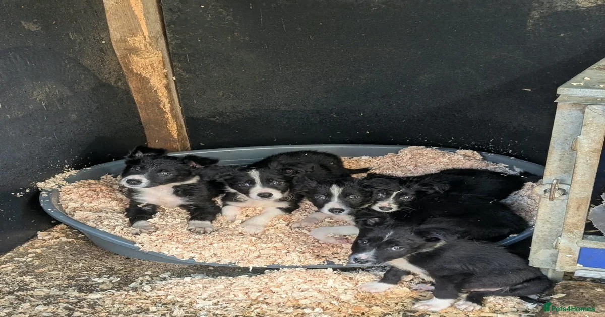 Sheepdog Pets & Animals for sale | Pets4Homes