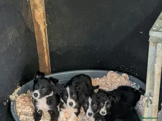 Border Collie dogs Isds registered border collie pups - Advert 1