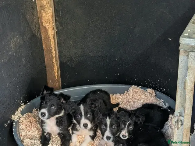 Border Collie dogs Isds registered border collie pups - Advert 1