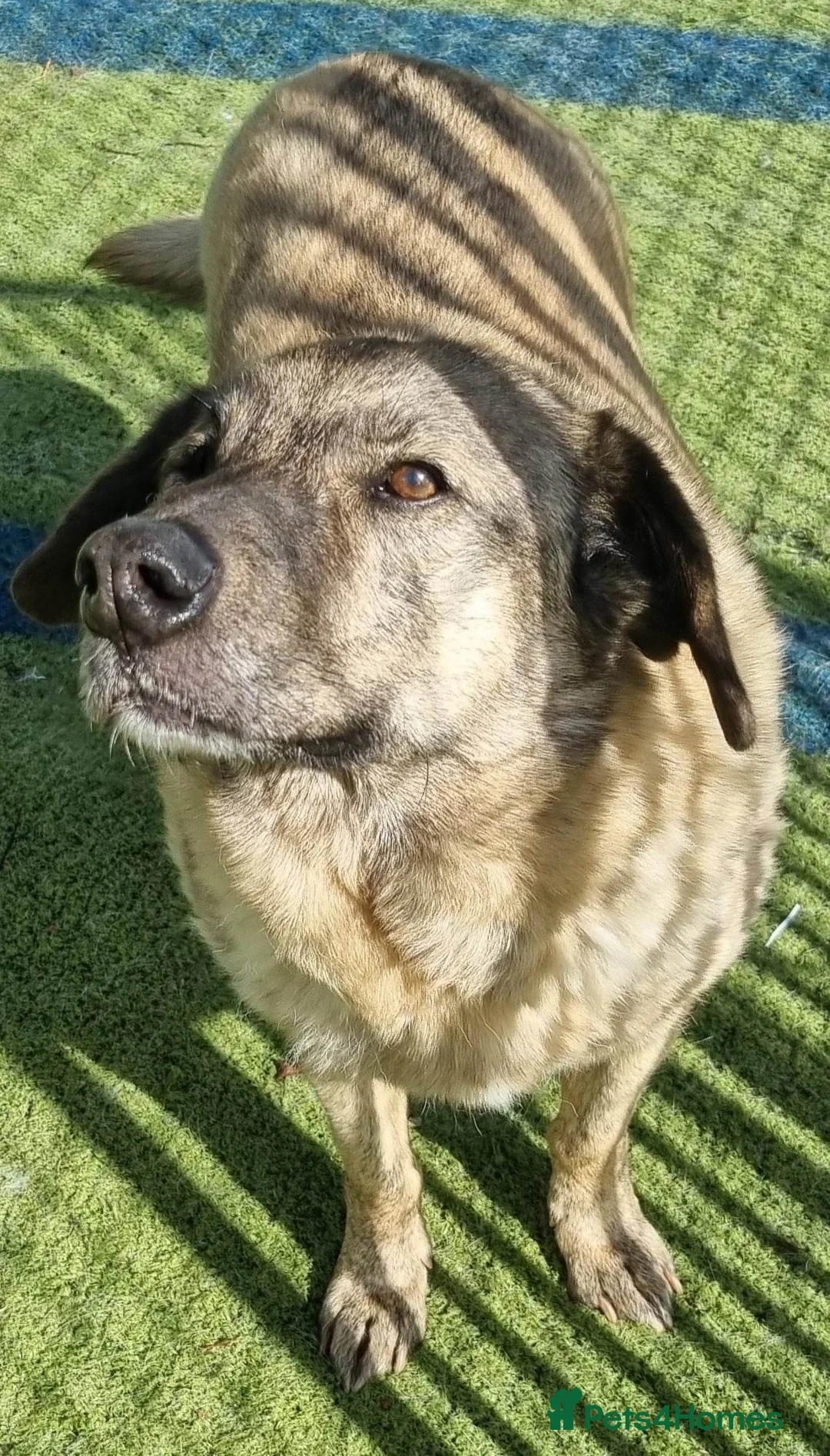 Mixed Breed dogs for adoption: Mischu - looking for a family in Ayr - Advert 9