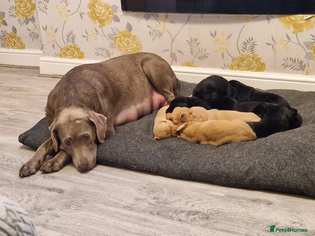 Labrador Retriever dogs for sale: Labrador  - Advert 3