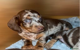 Dachshund dogs for sale: Chocolate Dapple short haired   - Image 2