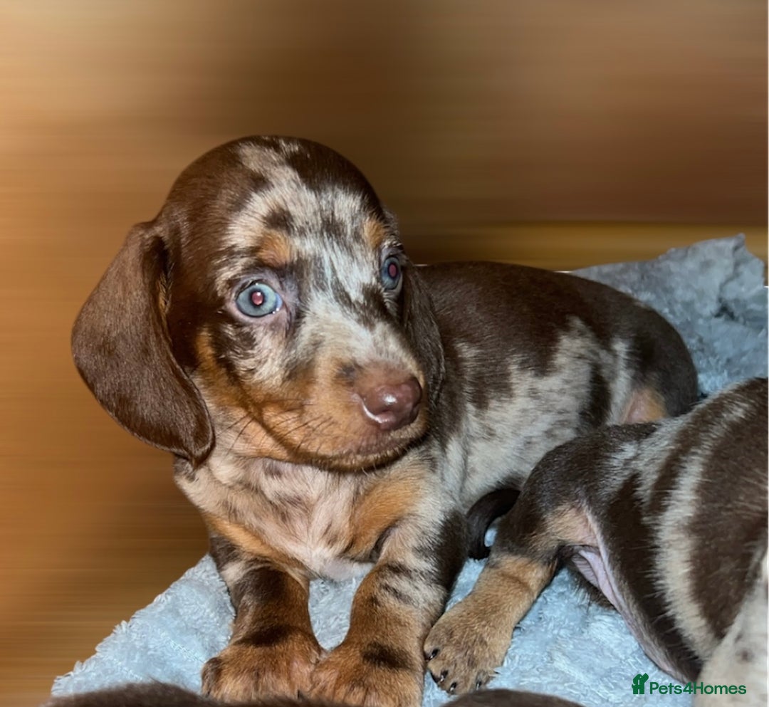 Dachshund dogs for sale: Chocolate Dapple short haired   - Image 2