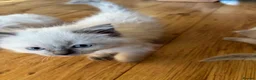 Ragdoll cats for sale: Beautiful Pure Ragdoll kittens - Advert 27