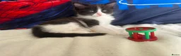 Ragdoll cats for sale: 🐾 5 Beautiful Ragdoll Cross Kittens 🐾 in Southampton - Advert 20