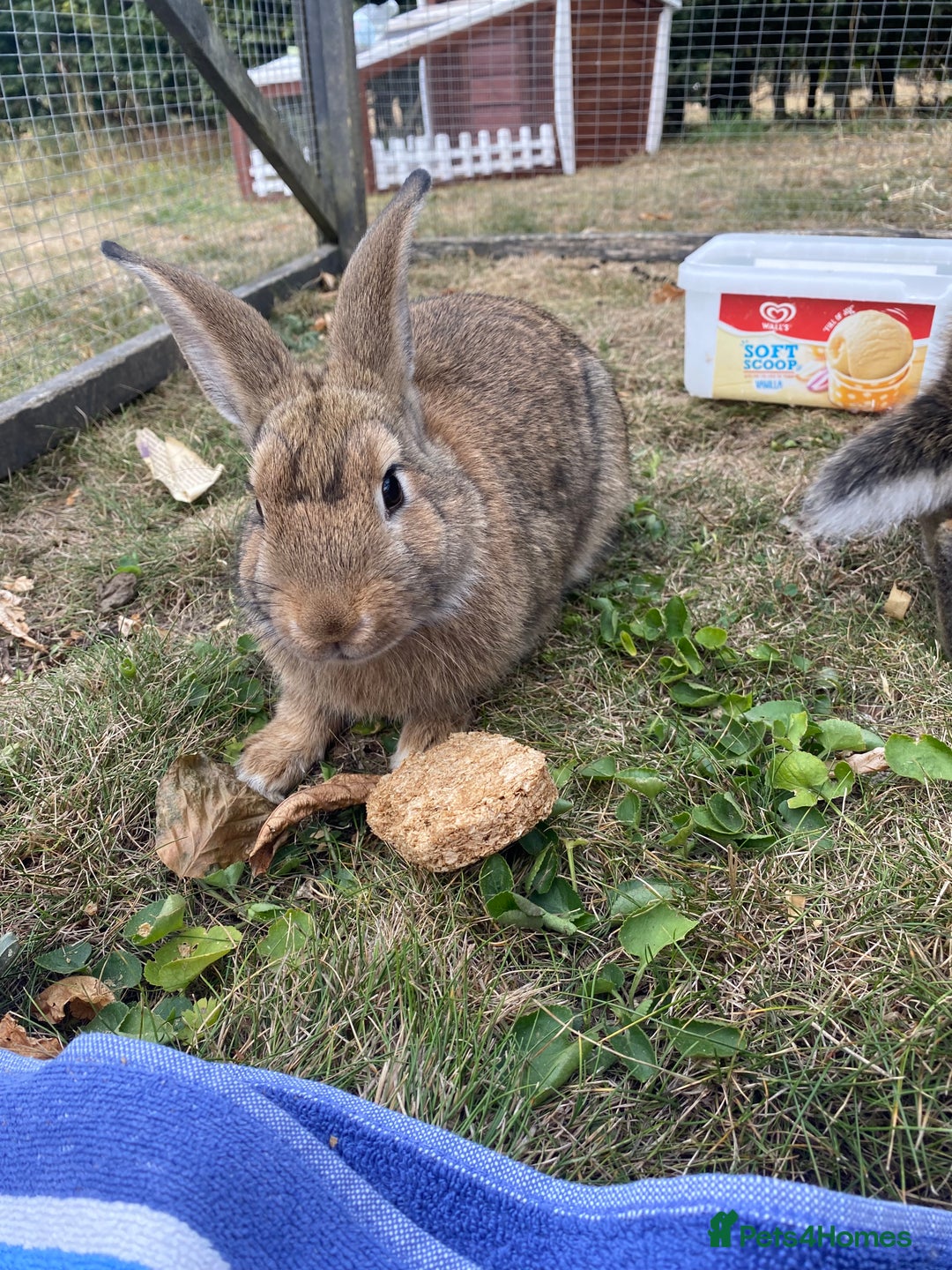 Mixed Breed rabbits for sale: Young rabbit - Advert 2