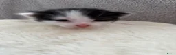 British Longhair cats for sale: Kittens  in Haltwhistle - Advert 25