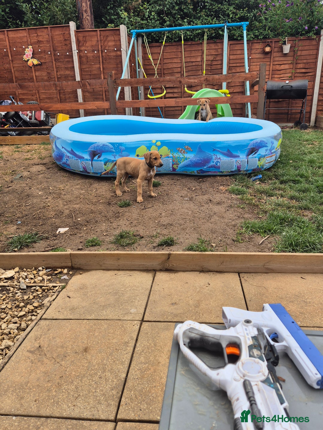 Mixed Breed dogs for sale: Lurcher x staff  in Sturminster Newton - Image 25