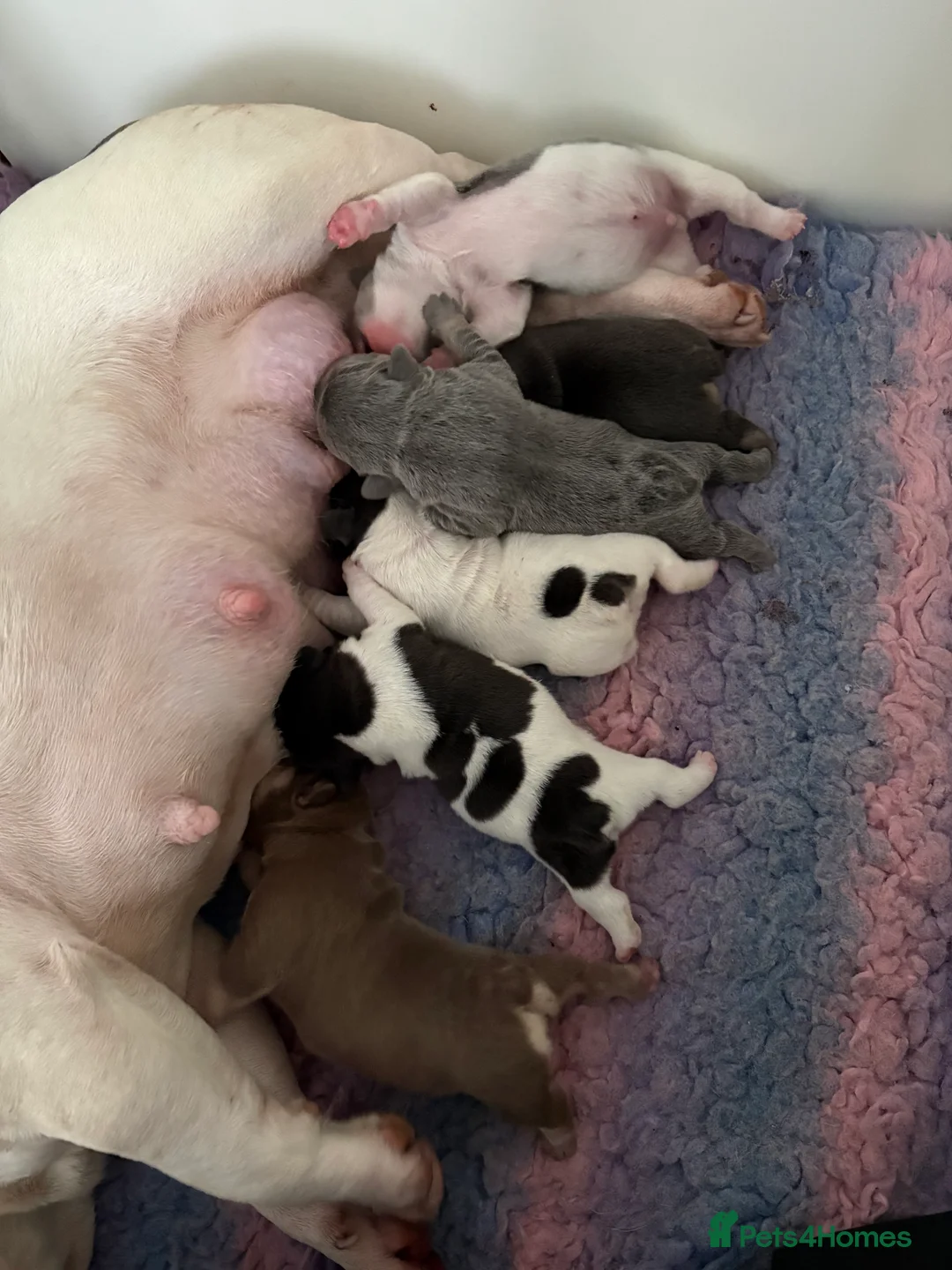 French Bulldog dogs for sale: HIGHLY HEALTH TESTED FRENCHIE PUPS - Advert 21