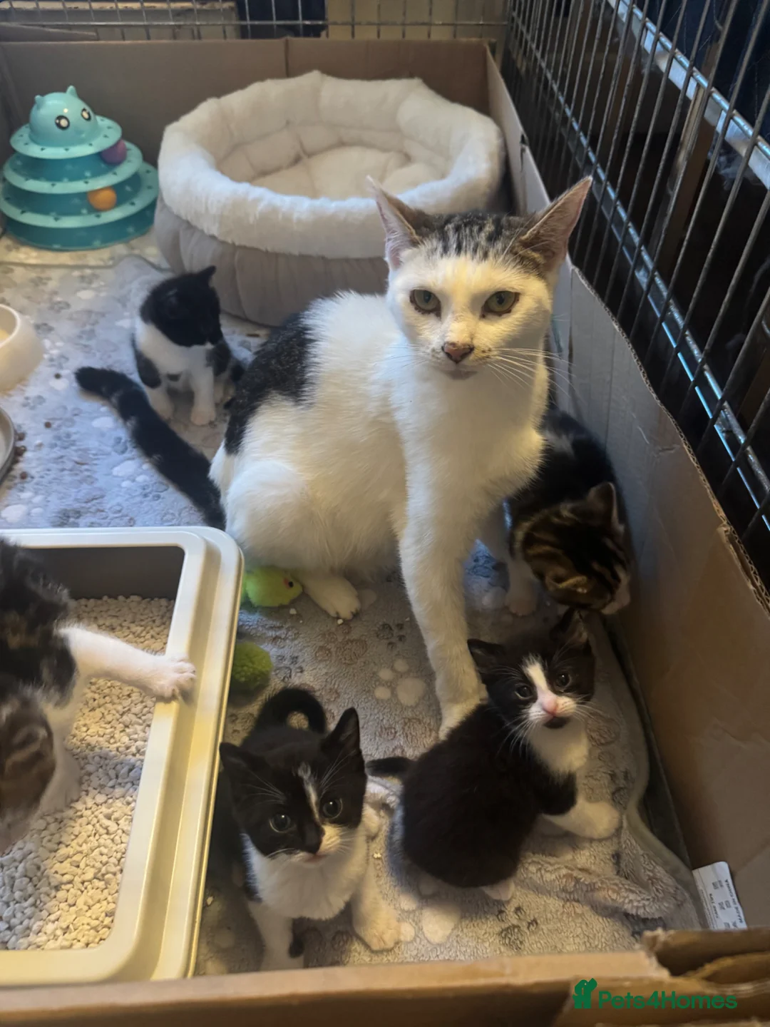 Mixed Breed cats for sale: Gorgeous kittens looking for forever home  - Advert 24