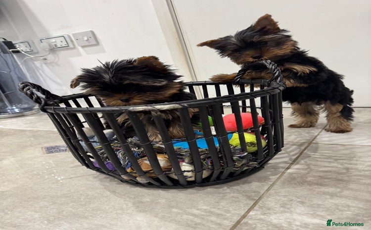 Yorkshire Terrier dogs - Advert 1