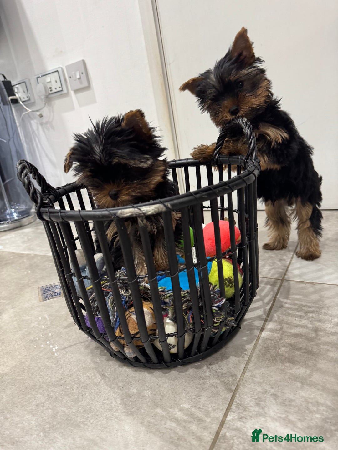 Yorkshire Terrier dogs for sale: Mini Yorkshire Terrier, blue skin tan - Image 1