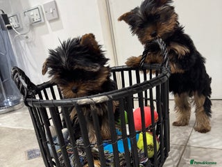 Yorkshire Terrier dogs - Advert 20