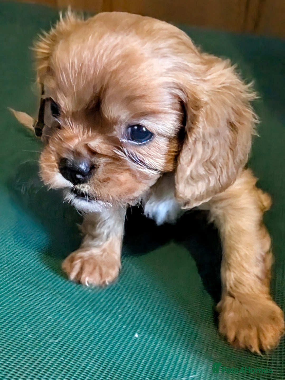 Cavalier King Charles Spaniel dogs for sale: Stunning Deep Ruby Cavalier king Charles puppies  - Image 22