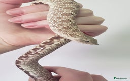 Snake reptiles for sale: Western hognose snakes available  - Image 4