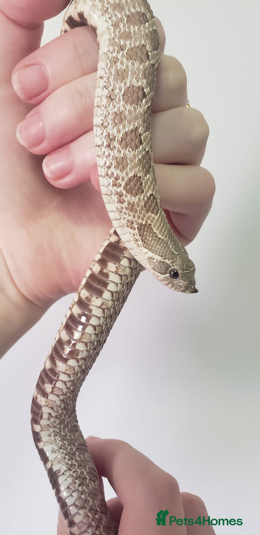 Snake reptiles for sale: Western hognose snakes available  - Image 4