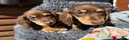 Miniature Dachshund dogs for sale: Miniature long-haired Dauchund, kc, puppies  - Advert 30