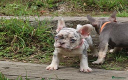 French Bulldog dogs for sale: Stunning blue & lilac merle READY for new homes 🏡 - Image 10