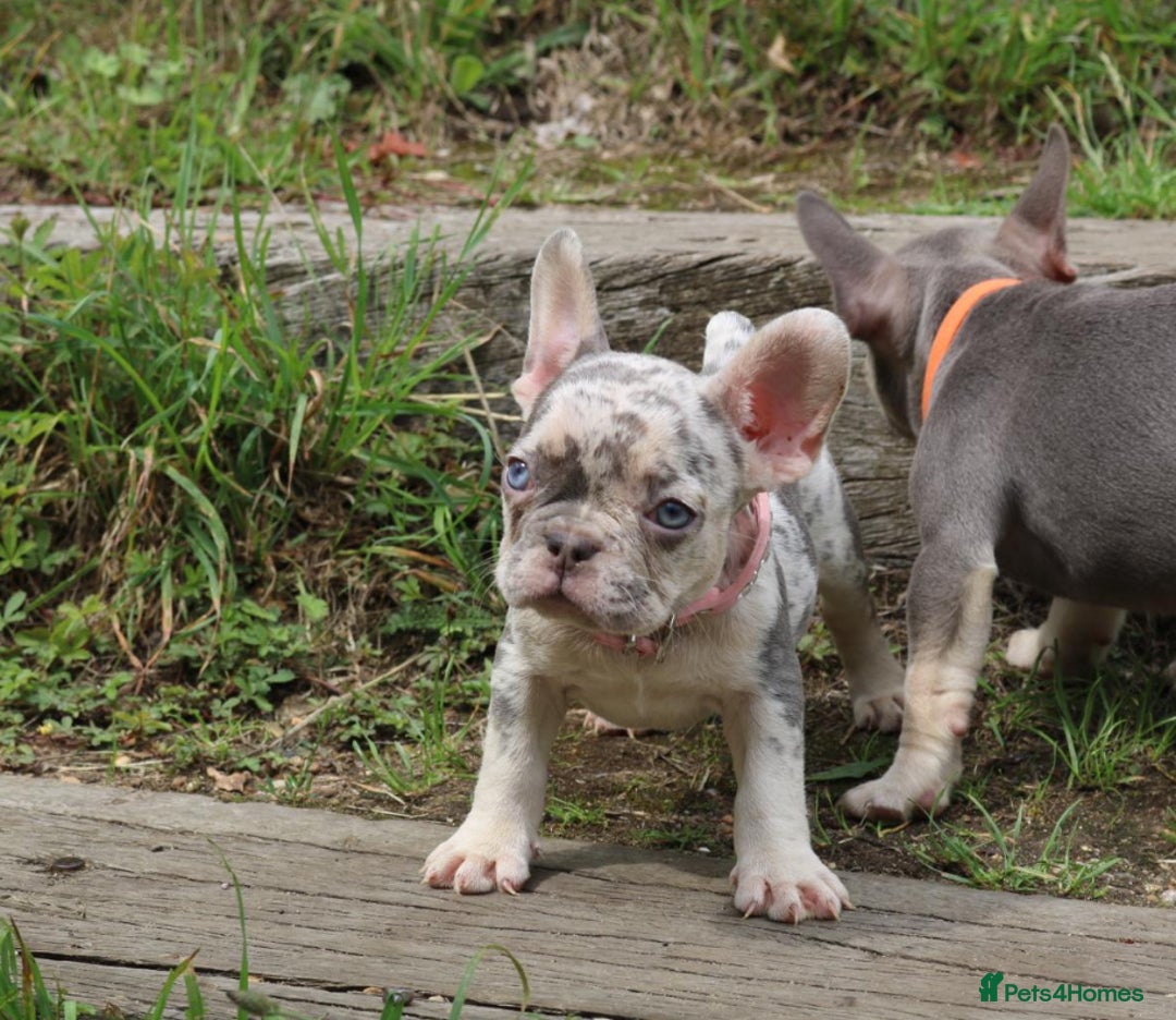 French Bulldog dogs for sale: Stunning blue & lilac merle READY for new homes 🏡 - Image 10