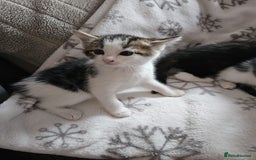 British Shorthair cats for sale: Kittens for sale - Image 2