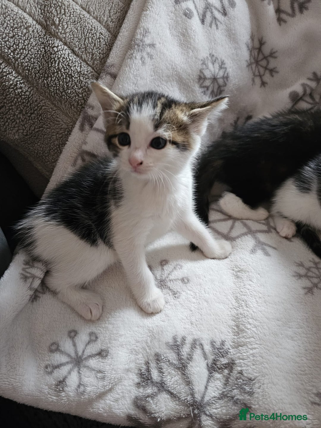 British Shorthair cats for sale: Kittens for sale - Image 2