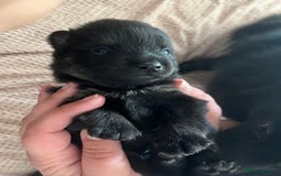 German Spitz dogs for sale: KC Registered German Spitz Mittel - Image 4