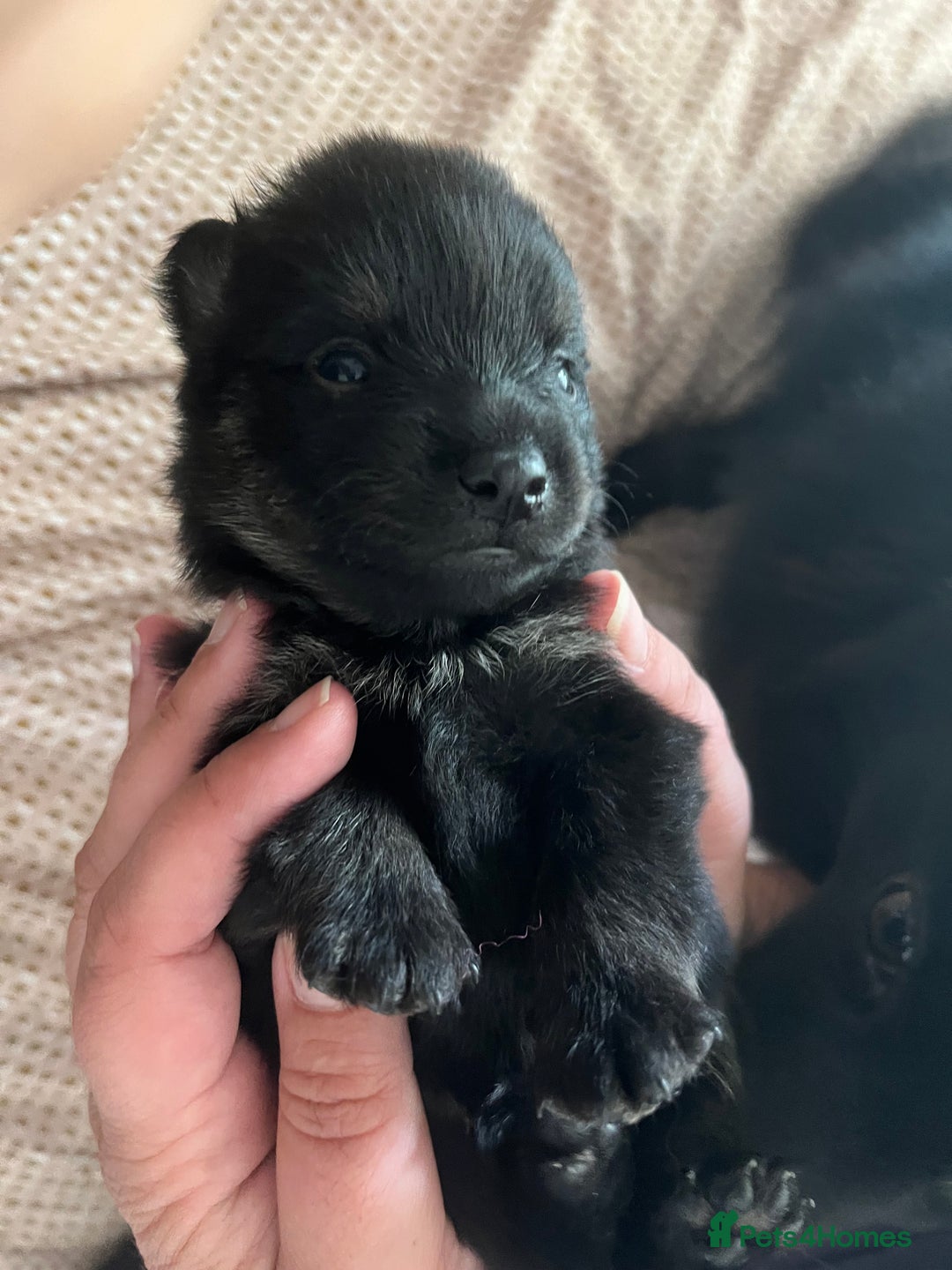 German Spitz dogs for sale: KC Registered German Spitz Mittel - Image 4