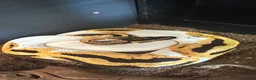 Python Snake reptiles for sale: Orange dream yellow belly pied het lavender - Advert 3