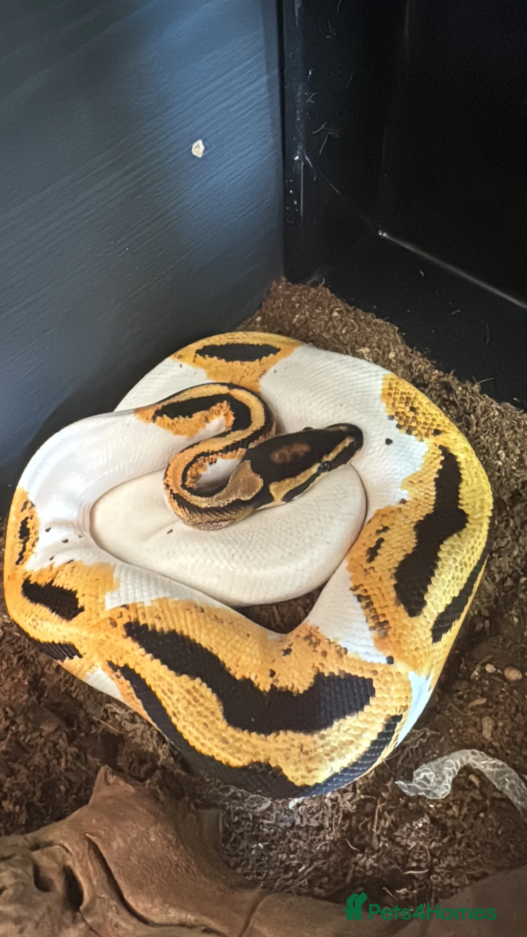 Python Snake reptiles for sale: Orange dream yellow belly pied het lavender - Advert 3