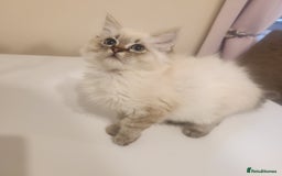 Ragdoll cats for sale: 1 boy 1 girl - Image 3
